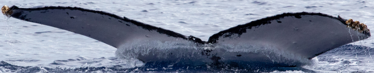 Fluke of HIHWNMS-2020-3-15_G05A01