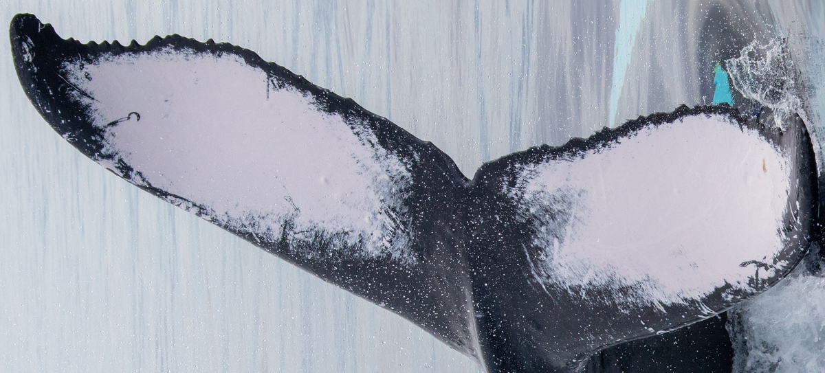 Fluke of HIHWNMS-2020-3-15_G01A04