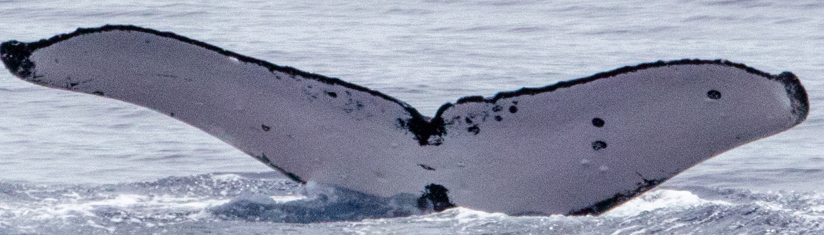 Fluke of HIHWNMS-2020-3-15_G03A01