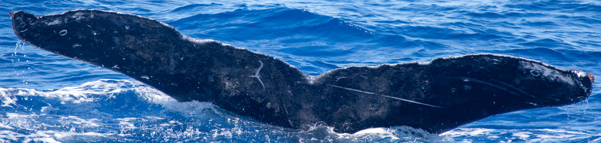 Fluke of BCX1177