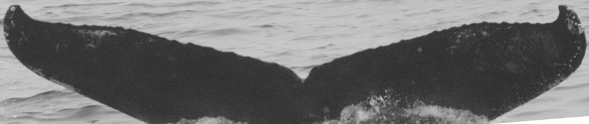 Fluke of HIHWNMS-2020-3-20_G09A01