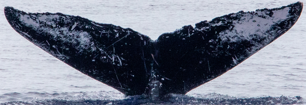 Fluke of HIHWNMS-2020-3-15_G01A01