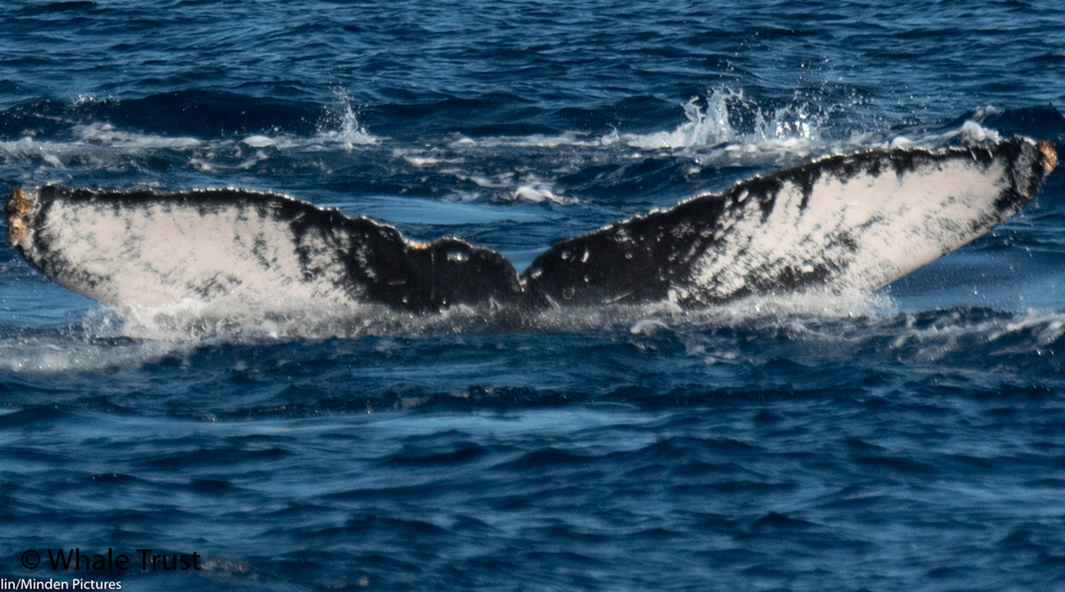 Fluke of Seymour (Juneau)