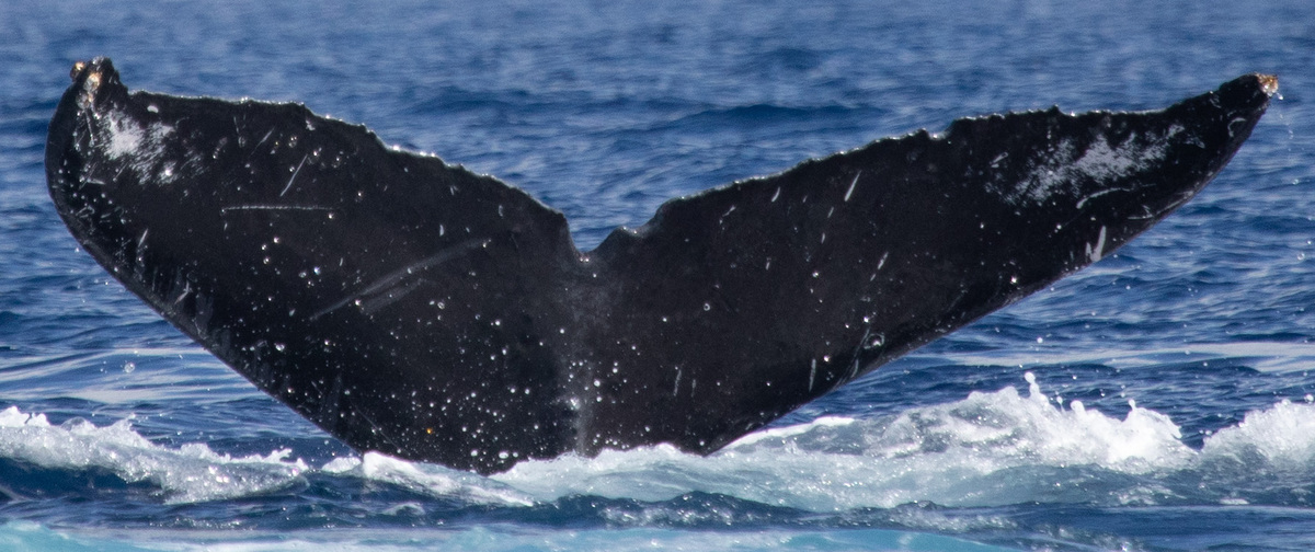 Fluke of HI20-0050