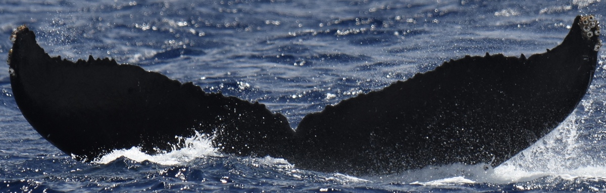 Fluke of HI20-0180
