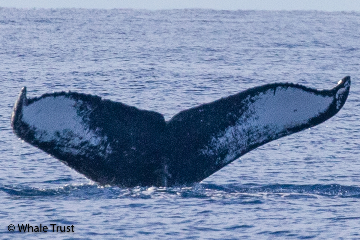 Fluke of HI20-0340