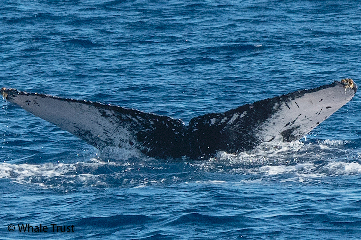 Fluke of BCY0894