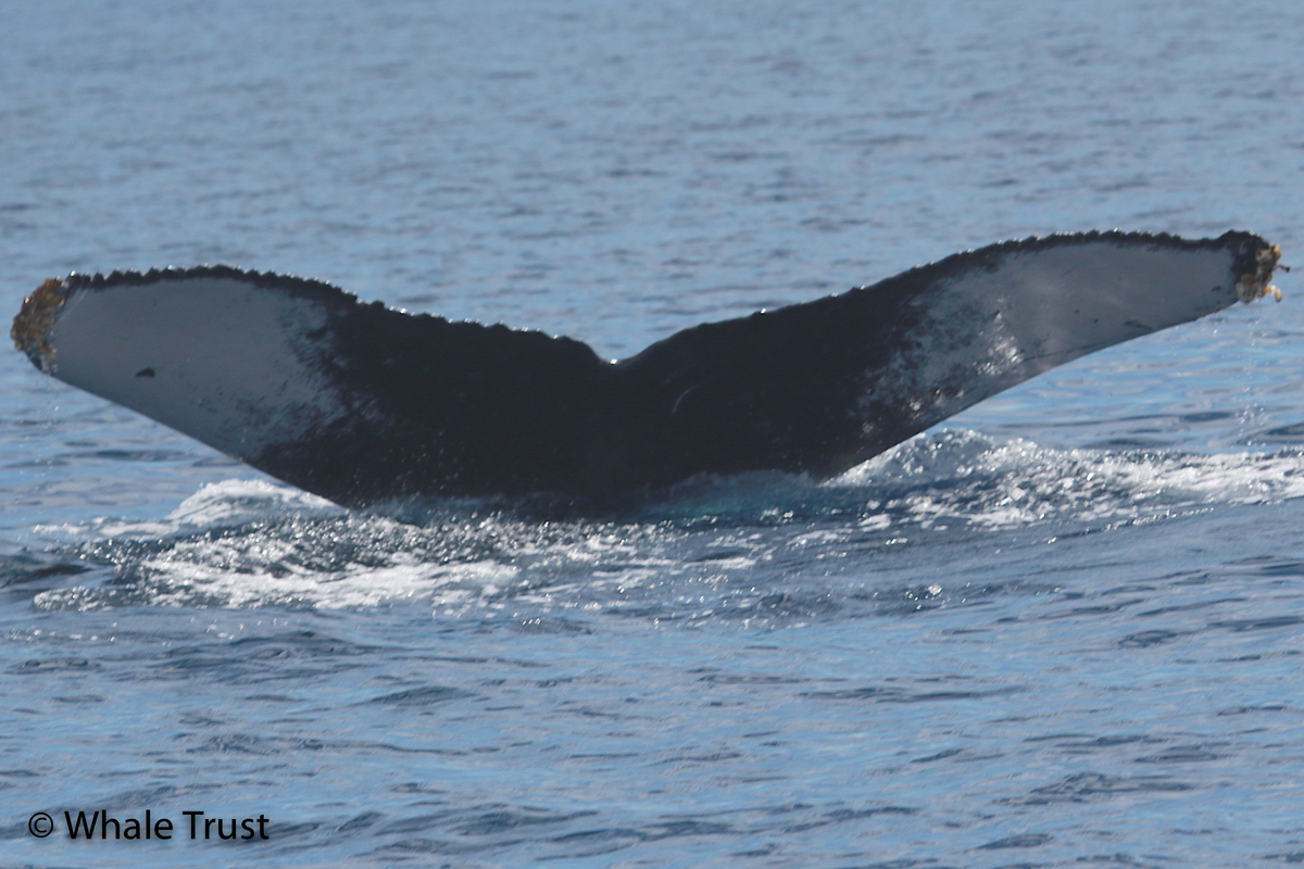 Fluke of HI20-0106