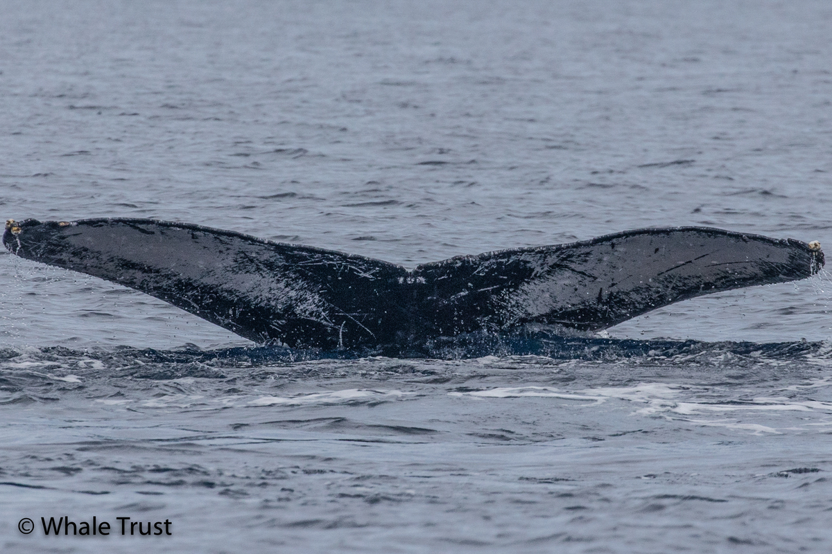 Fluke of HI20-0343