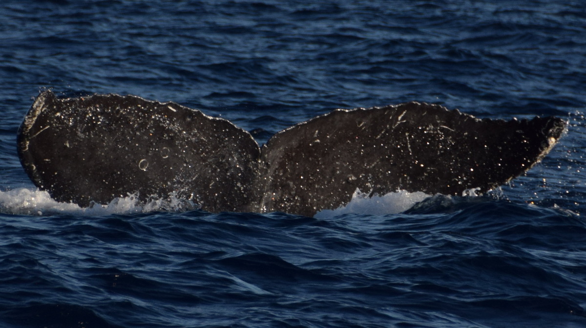 Fluke of BCX0070
