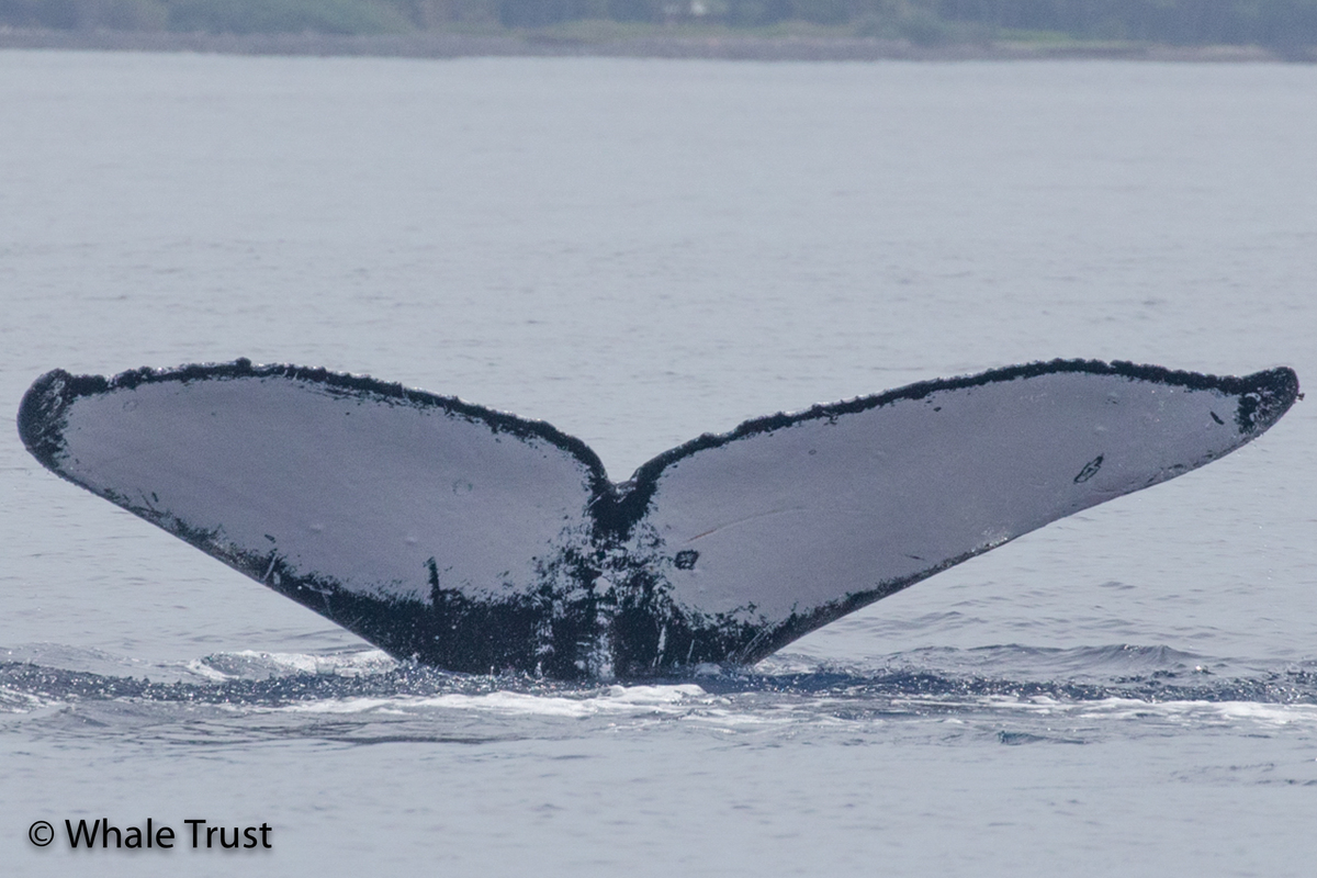 Fluke of Noble Quest (Alaska)