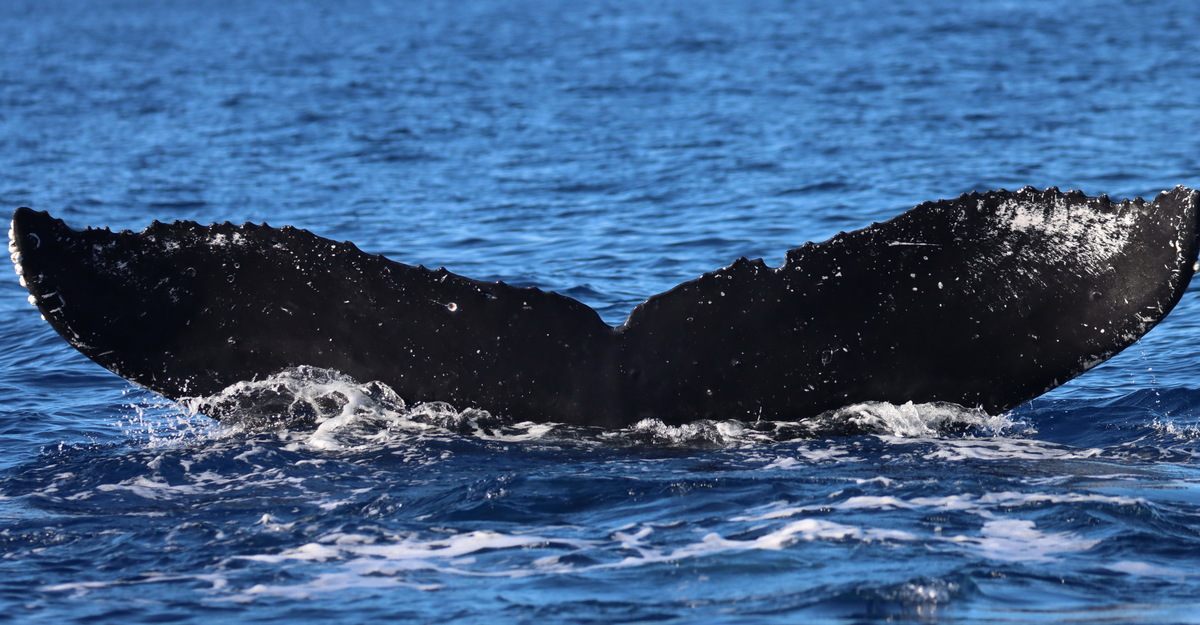 Fluke of HI20-0152