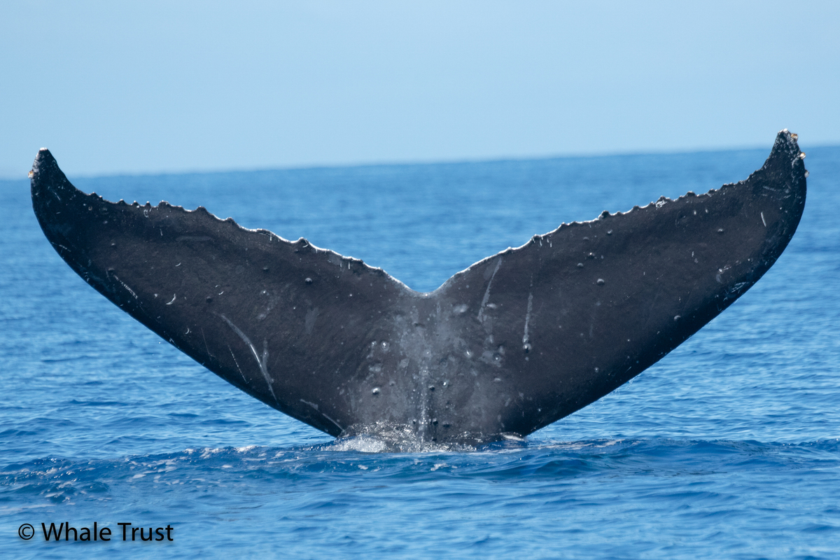 Fluke of HI20-0317