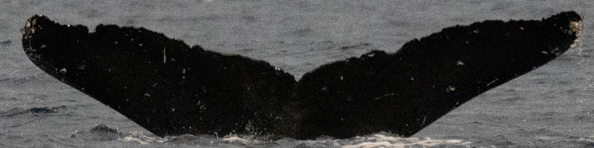 Fluke of HI20-0161