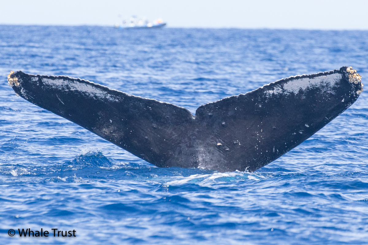 Fluke of HI20-0326