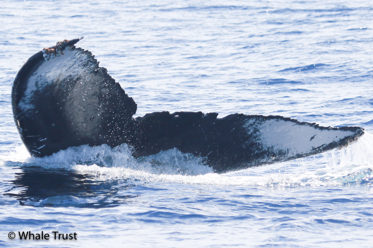 Fluke of HI20-0289