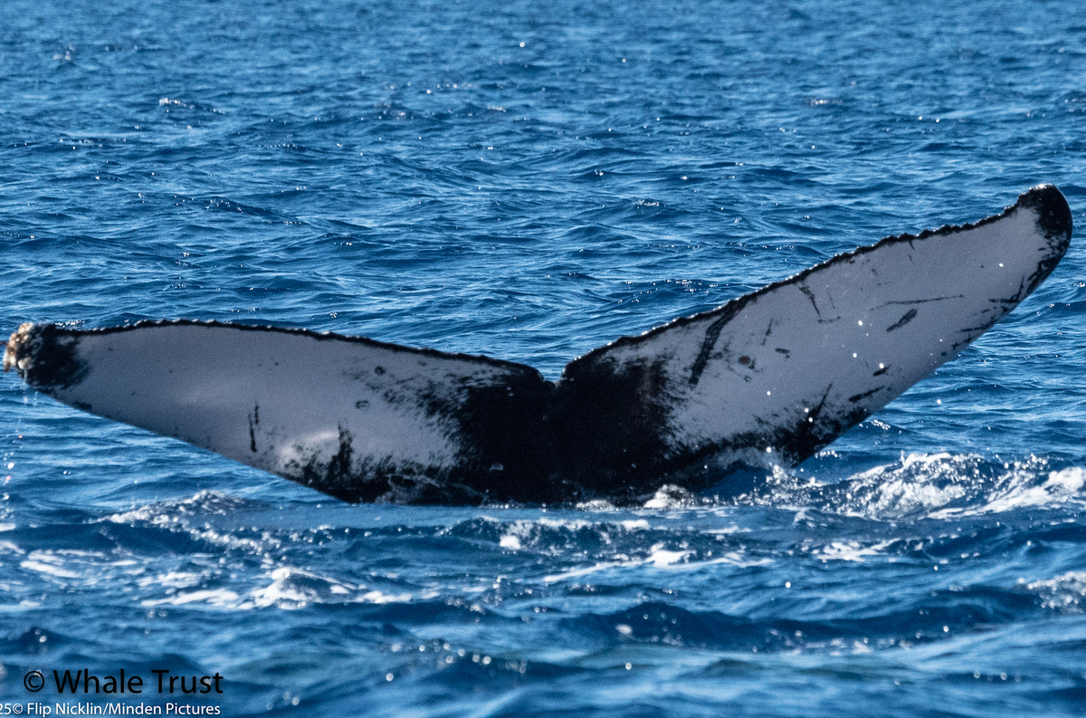 Fluke of HI20-0099