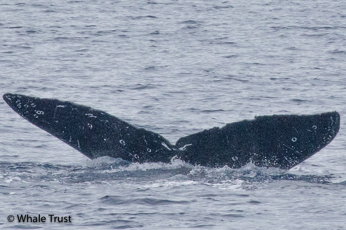 Fluke of HI20-0371