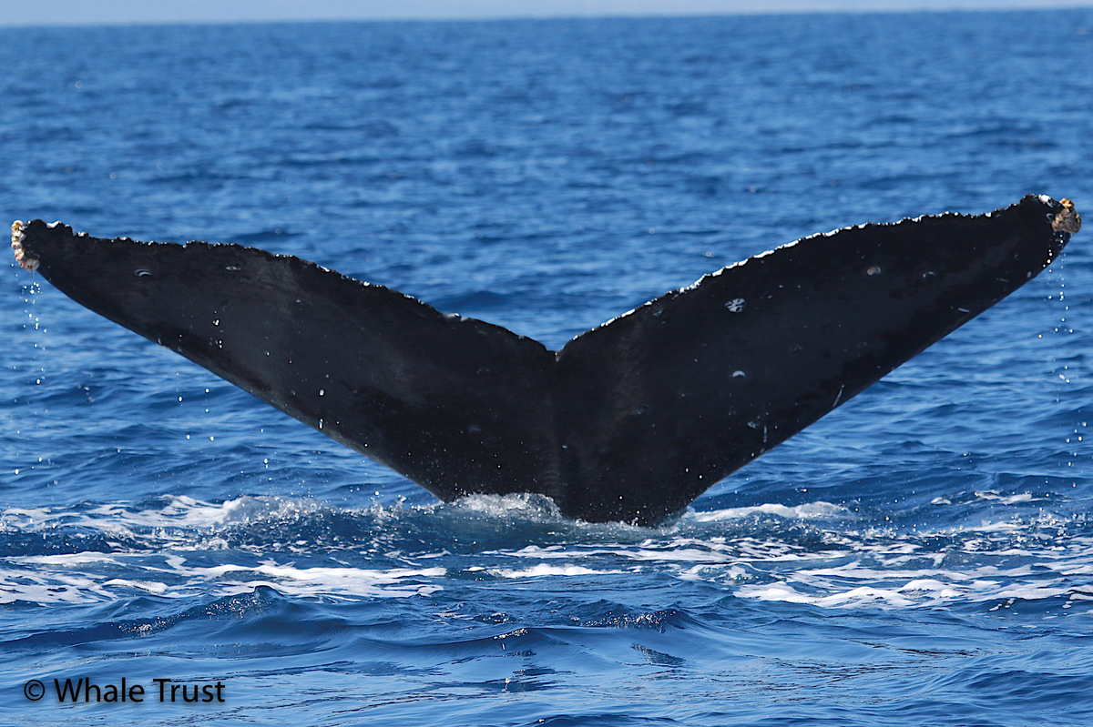 Fluke of BCX1245
