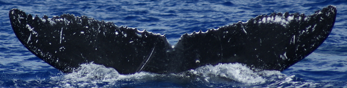 Fluke of HI20-0139