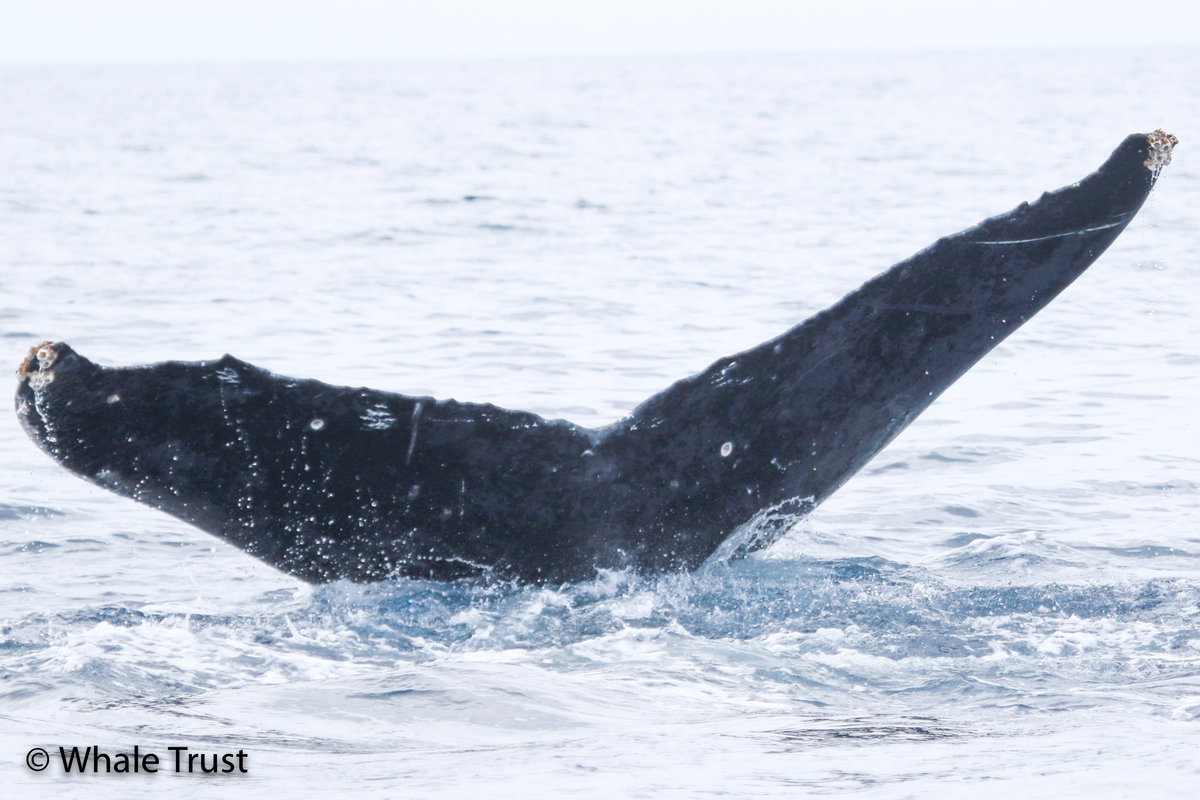 Fluke of HI20-0412