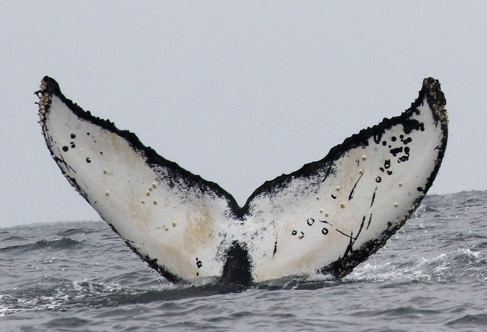 Fluke of Monet (California)