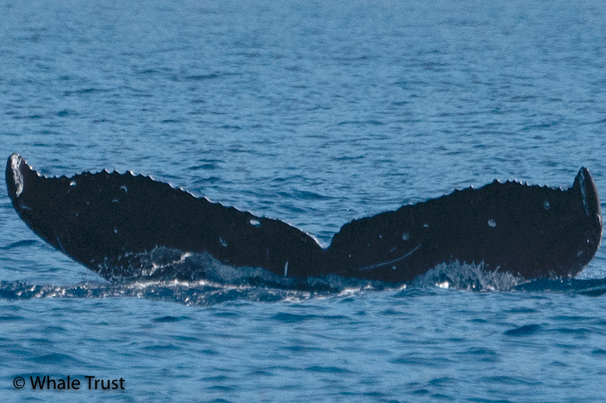 Fluke of HI20-0028