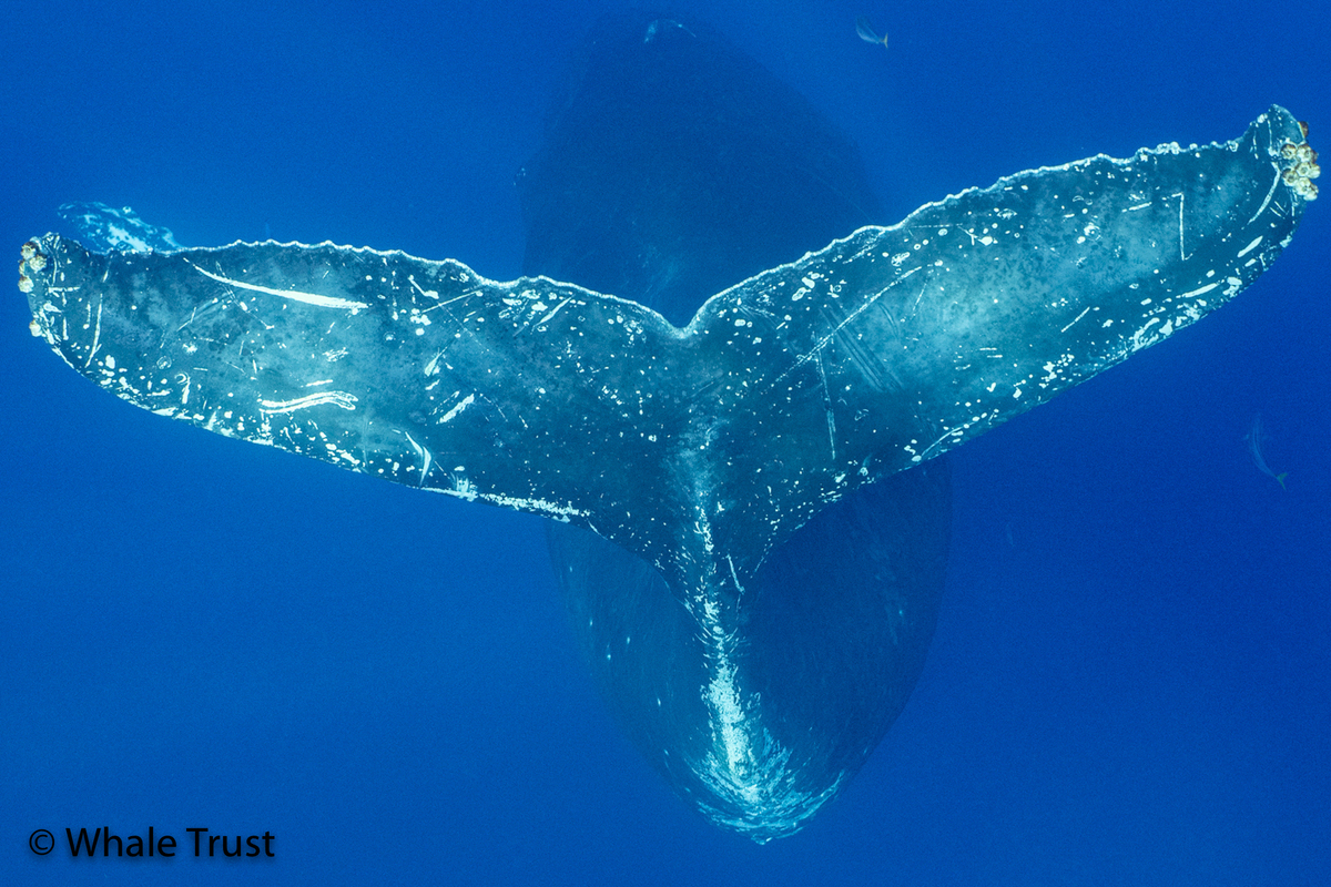 Fluke of BCX0668
