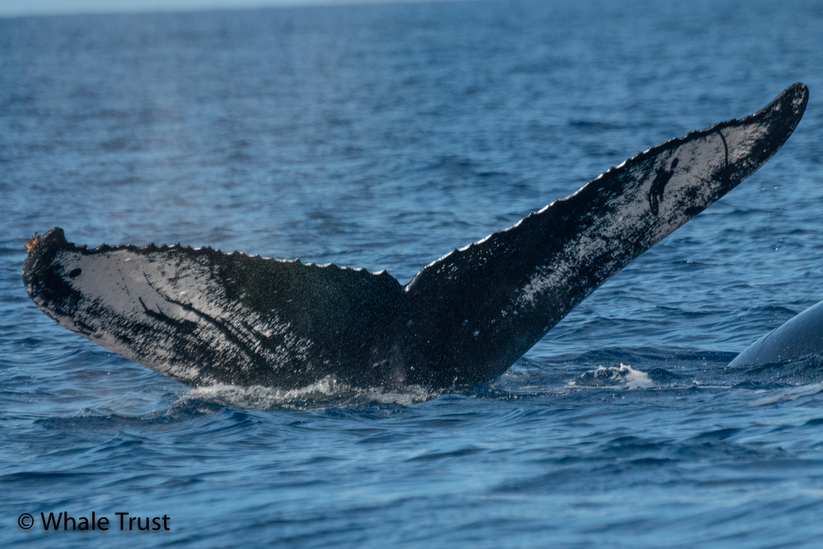 Fluke of HI20-0145