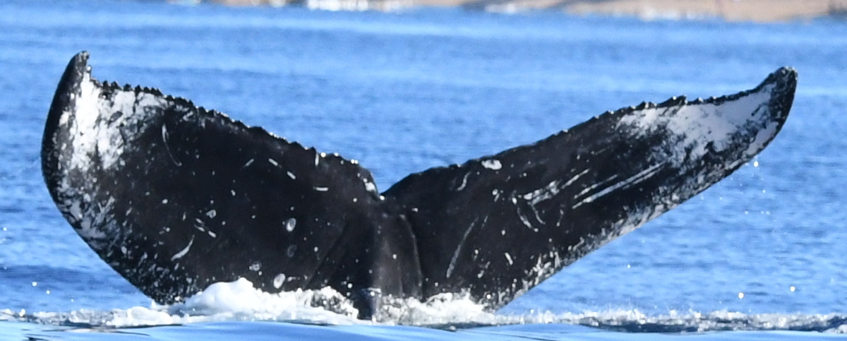 Fluke of Philip Genty  (RCHP)