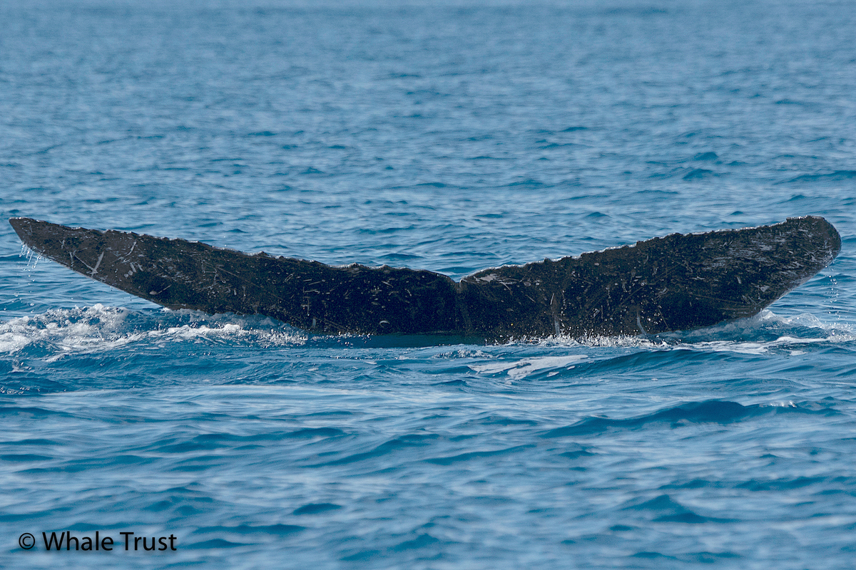 Fluke of HI20-0118
