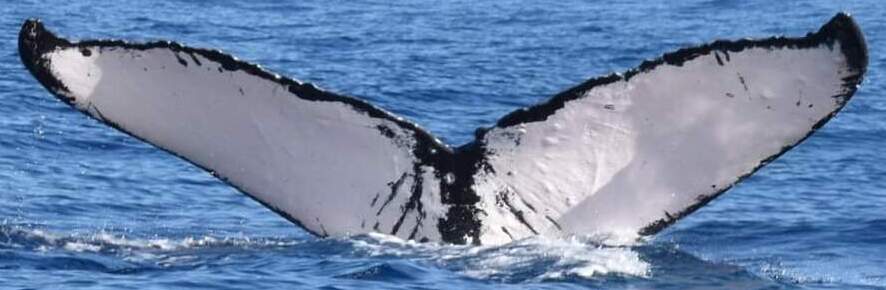 Fluke of Dolce Vita (Alaska)