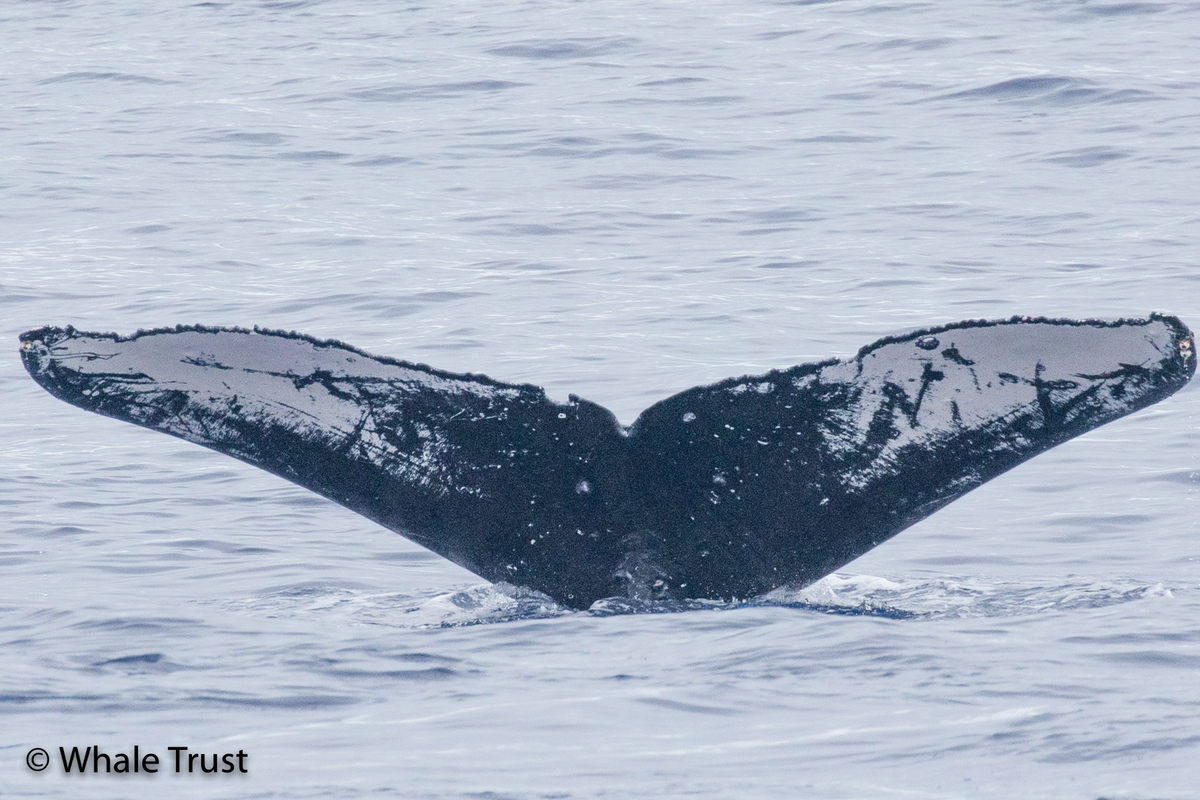 Fluke of HI20-0368
