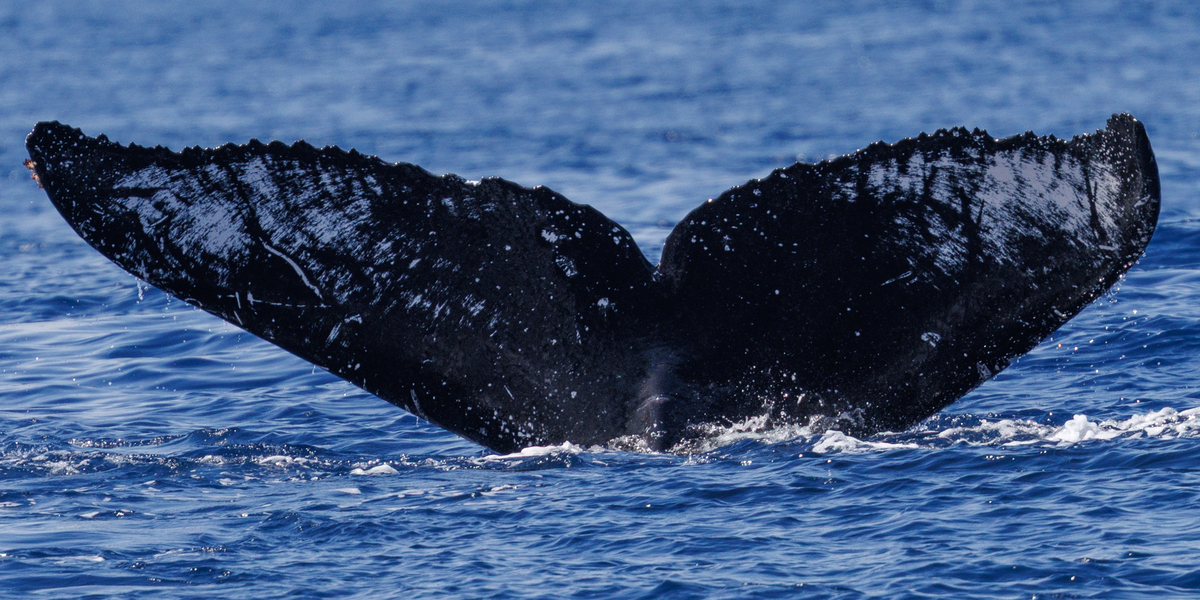 Fluke of HI20-0004