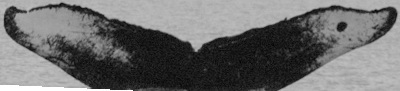 Fluke of SEAK-1993