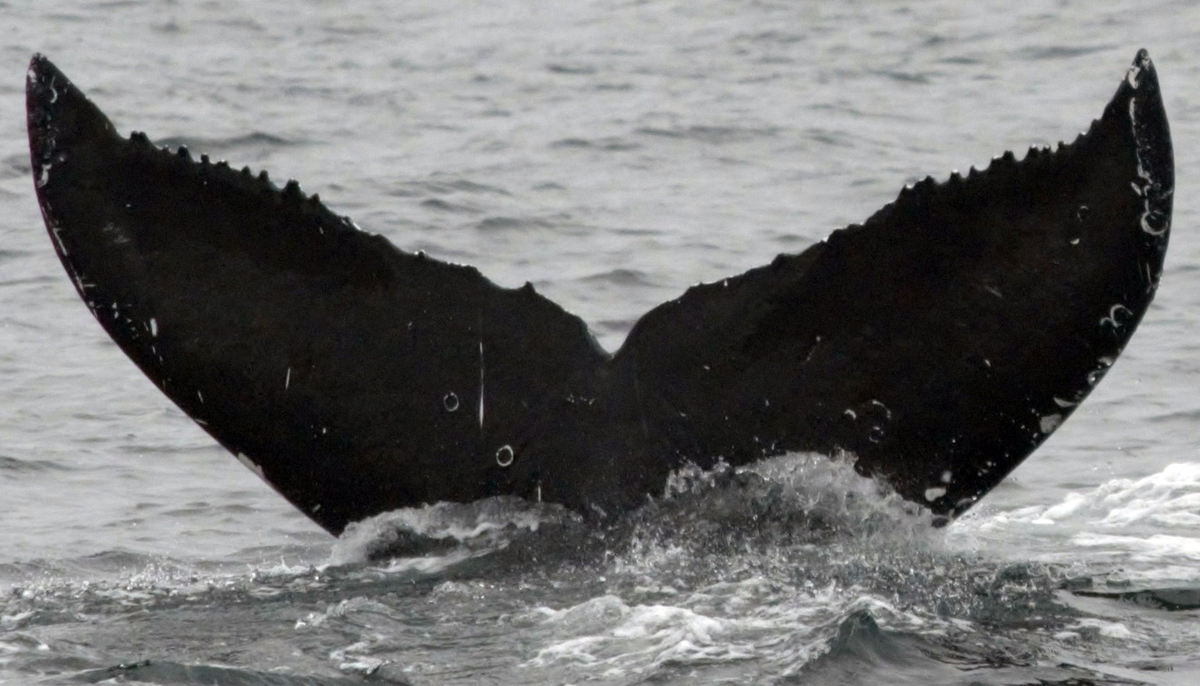 Fluke of Blackberry