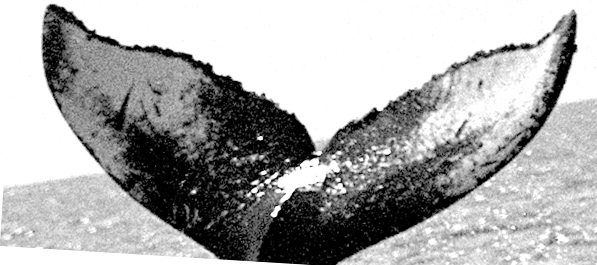Fluke of TDI-15423
