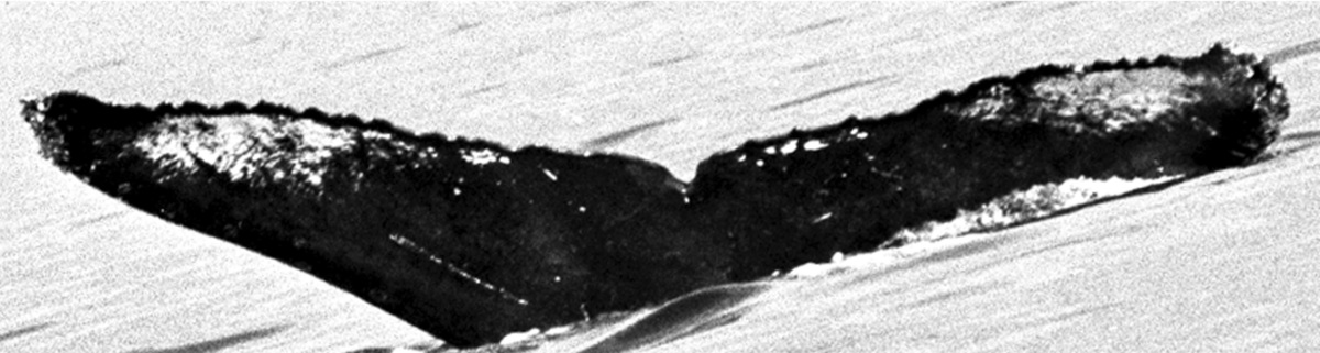 Fluke of TDI-15621