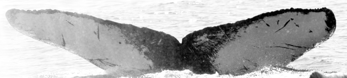 Fluke of TDI-15303