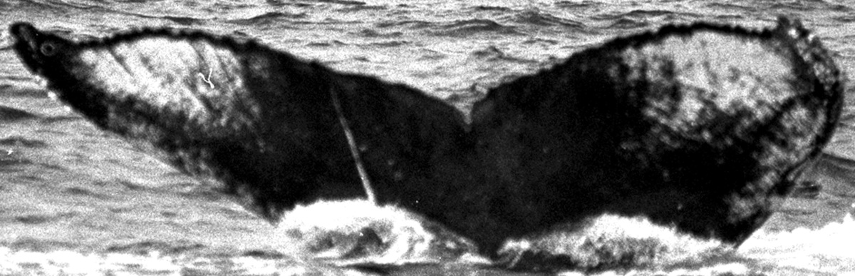 Fluke of TDI-15291