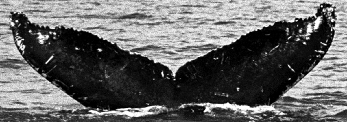 Fluke of BCX0268