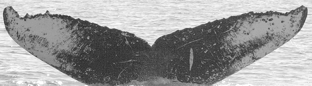 Fluke of TDI-15654