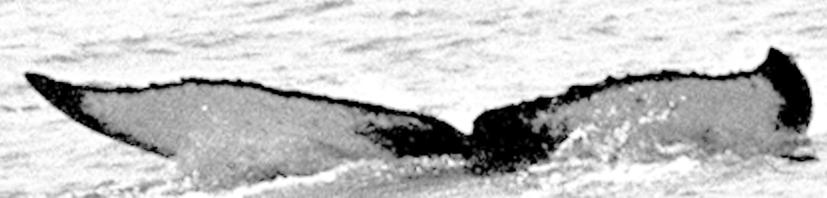 Fluke of TDI-15640