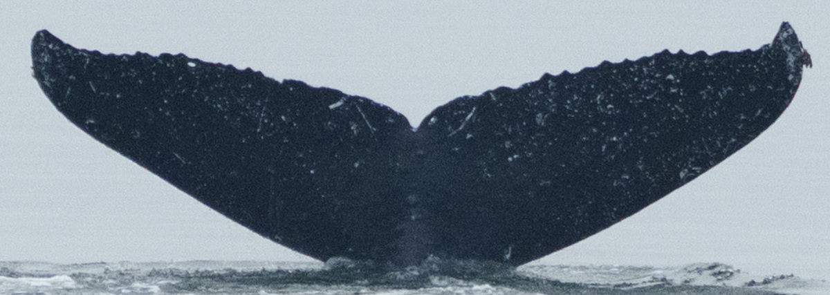 Fluke of Spinnoza (FS)