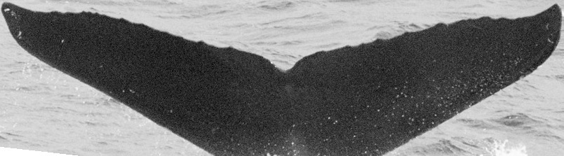 Fluke of SEAK-5231