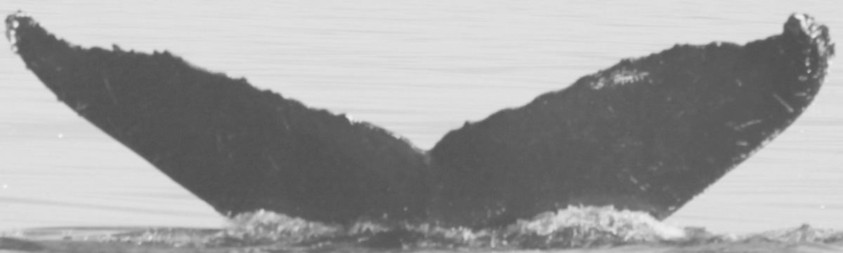 Fluke of CRC-10804