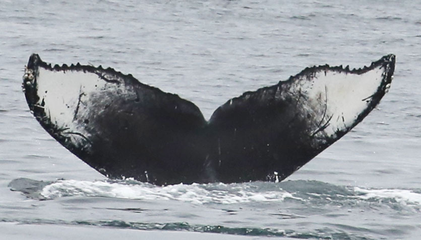 Fluke of CRC-16990