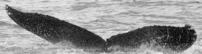 Fluke of SEAK-5254
