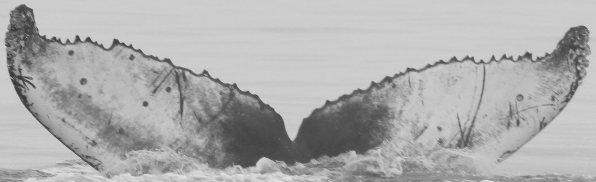 Fluke of CRC-15090