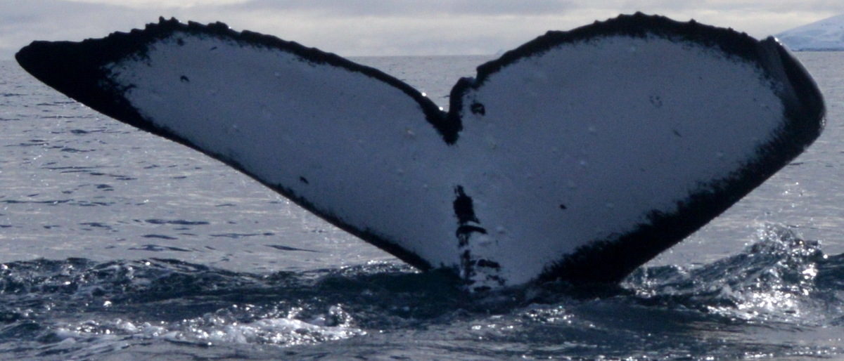 Fluke of ROTUI (Oceania)